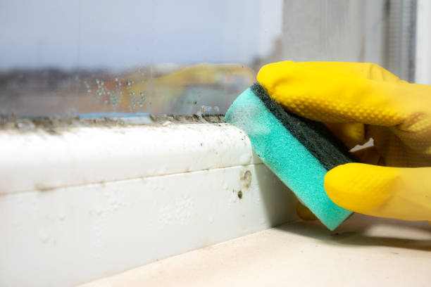 Best Kitchen Mold Remediation in Scow Mills, MO