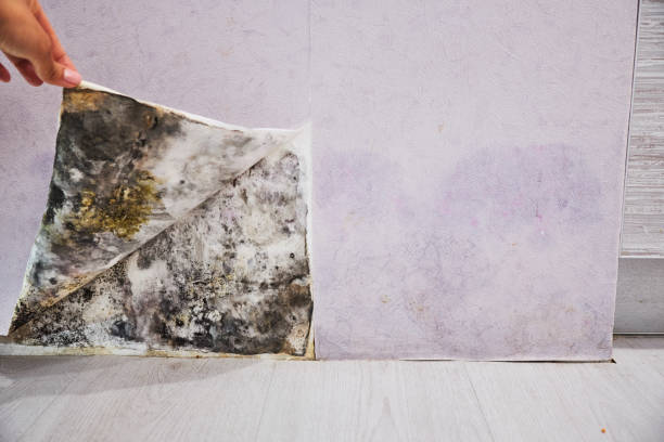 Best Health and Safety Mold Remediation in Scow Mills, MO
